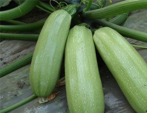 圆瓜怀孕可以吃吗早期吃,安全与营养的双重保障